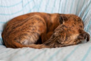 Dog Snoring Remedies